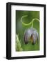 Canada, B.C, Vancouver Island. Chocolate Lily, Fritillaria Affinis-Kevin Oke-Framed Photographic Print