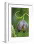 Canada, B.C, Vancouver Island. Chocolate Lily, Fritillaria Affinis-Kevin Oke-Framed Photographic Print