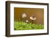 Canada, B.C, Vancouver Island. Close Up of a Small Mycena Mushroom-Kevin Oke-Framed Photographic Print