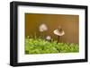 Canada, B.C, Vancouver Island. Close Up of a Small Mycena Mushroom-Kevin Oke-Framed Photographic Print