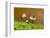 Canada, B.C, Vancouver Island. Close Up of a Small Mycena Mushroom-Kevin Oke-Framed Photographic Print