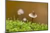 Canada, B.C, Vancouver Island. Close Up of a Small Mycena Mushroom-Kevin Oke-Mounted Photographic Print