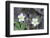 Canada, B.C, Vancouver Island. Coastal Strawberry, Fragaria Chiloensis-Kevin Oke-Framed Photographic Print