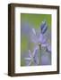 Canada, B.C, Vancouver Island. Common Camas, Camassia Quamash-Kevin Oke-Framed Photographic Print