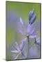 Canada, B.C, Vancouver Island. Common Camas, Camassia Quamash-Kevin Oke-Mounted Photographic Print