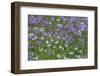 Canada, B.C, Vancouver Island. Cowichan Garry Oak Preserve Meadow-Kevin Oke-Framed Photographic Print