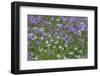 Canada, B.C, Vancouver Island. Cowichan Garry Oak Preserve Meadow-Kevin Oke-Framed Photographic Print