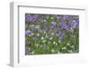 Canada, B.C, Vancouver Island. Cowichan Garry Oak Preserve Meadow-Kevin Oke-Framed Photographic Print