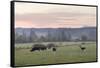 Canada, B.C., Vancouver Island, Cowichan Valley. Cows at a Dairy Farm-Kevin Oke-Framed Stretched Canvas