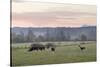 Canada, B.C., Vancouver Island, Cowichan Valley. Cows at a Dairy Farm-Kevin Oke-Stretched Canvas