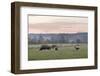 Canada, B.C., Vancouver Island, Cowichan Valley. Cows at a Dairy Farm-Kevin Oke-Framed Photographic Print