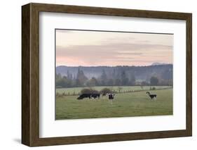 Canada, B.C., Vancouver Island, Cowichan Valley. Cows at a Dairy Farm-Kevin Oke-Framed Photographic Print