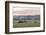 Canada, B.C., Vancouver Island, Cowichan Valley. Cows at a Dairy Farm-Kevin Oke-Framed Photographic Print