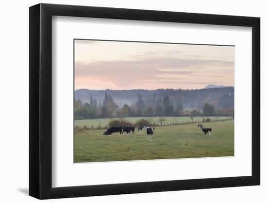 Canada, B.C., Vancouver Island, Cowichan Valley. Cows at a Dairy Farm-Kevin Oke-Framed Photographic Print