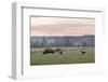 Canada, B.C., Vancouver Island, Cowichan Valley. Cows at a Dairy Farm-Kevin Oke-Framed Photographic Print