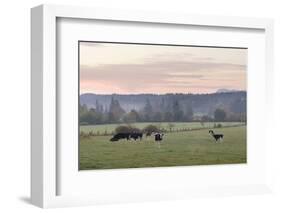 Canada, B.C., Vancouver Island, Cowichan Valley. Cows at a Dairy Farm-Kevin Oke-Framed Photographic Print