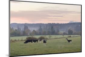 Canada, B.C., Vancouver Island, Cowichan Valley. Cows at a Dairy Farm-Kevin Oke-Mounted Photographic Print