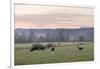 Canada, B.C., Vancouver Island, Cowichan Valley. Cows at a Dairy Farm-Kevin Oke-Framed Photographic Print