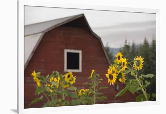 Canada, B.C., Vancouver Island, Cowichan Valley. Sunflowers by a Barn-Kevin Oke-Framed Photographic Print