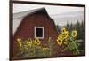 Canada, B.C., Vancouver Island, Cowichan Valley. Sunflowers by a Barn-Kevin Oke-Framed Photographic Print