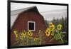Canada, B.C., Vancouver Island, Cowichan Valley. Sunflowers by a Barn-Kevin Oke-Framed Premium Photographic Print