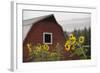 Canada, B.C., Vancouver Island, Cowichan Valley. Sunflowers by a Barn-Kevin Oke-Framed Photographic Print