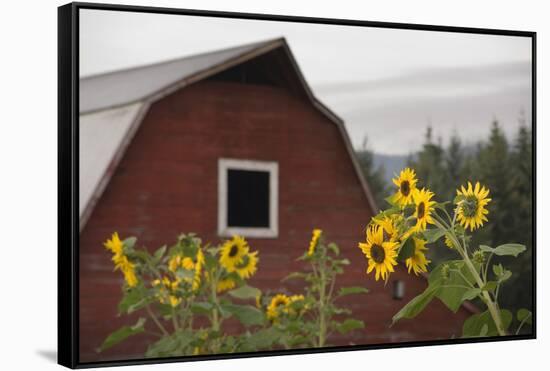Canada, B.C., Vancouver Island, Cowichan Valley. Sunflowers by a Barn-Kevin Oke-Framed Stretched Canvas