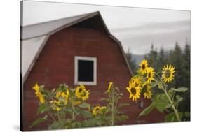 Canada, B.C., Vancouver Island, Cowichan Valley. Sunflowers by a Barn-Kevin Oke-Stretched Canvas