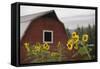 Canada, B.C., Vancouver Island, Cowichan Valley. Sunflowers by a Barn-Kevin Oke-Framed Stretched Canvas