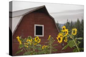 Canada, B.C., Vancouver Island, Cowichan Valley. Sunflowers by a Barn-Kevin Oke-Stretched Canvas