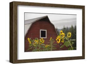 Canada, B.C., Vancouver Island, Cowichan Valley. Sunflowers by a Barn-Kevin Oke-Framed Photographic Print