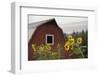 Canada, B.C., Vancouver Island, Cowichan Valley. Sunflowers by a Barn-Kevin Oke-Framed Photographic Print