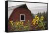 Canada, B.C., Vancouver Island, Cowichan Valley. Sunflowers by a Barn-Kevin Oke-Framed Stretched Canvas