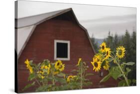 Canada, B.C., Vancouver Island, Cowichan Valley. Sunflowers by a Barn-Kevin Oke-Stretched Canvas