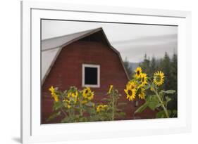 Canada, B.C., Vancouver Island, Cowichan Valley. Sunflowers by a Barn-Kevin Oke-Framed Photographic Print