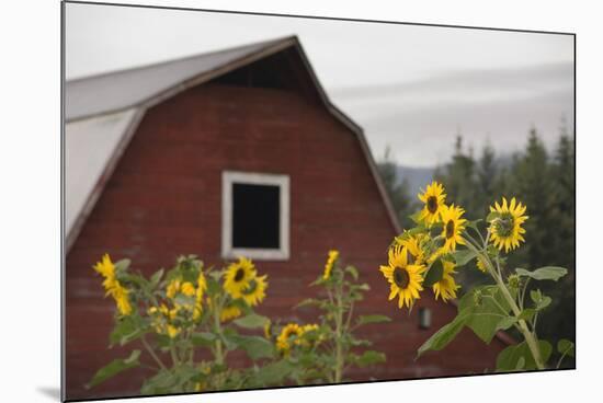 Canada, B.C., Vancouver Island, Cowichan Valley. Sunflowers by a Barn-Kevin Oke-Mounted Photographic Print