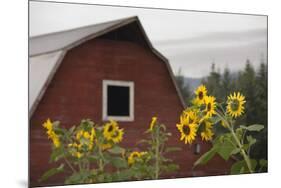 Canada, B.C., Vancouver Island, Cowichan Valley. Sunflowers by a Barn-Kevin Oke-Mounted Photographic Print