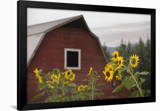 Canada, B.C., Vancouver Island, Cowichan Valley. Sunflowers by a Barn-Kevin Oke-Framed Photographic Print