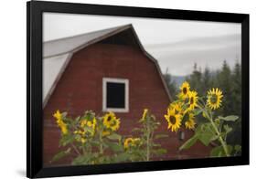 Canada, B.C., Vancouver Island, Cowichan Valley. Sunflowers by a Barn-Kevin Oke-Framed Photographic Print