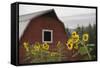 Canada, B.C., Vancouver Island, Cowichan Valley. Sunflowers by a Barn-Kevin Oke-Framed Stretched Canvas