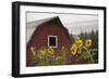 Canada, B.C., Vancouver Island, Cowichan Valley. Sunflowers by a Barn-Kevin Oke-Framed Photographic Print