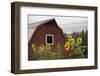 Canada, B.C., Vancouver Island, Cowichan Valley. Sunflowers by a Barn-Kevin Oke-Framed Premium Photographic Print