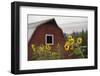 Canada, B.C., Vancouver Island, Cowichan Valley. Sunflowers by a Barn-Kevin Oke-Framed Premium Photographic Print