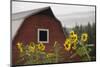 Canada, B.C., Vancouver Island, Cowichan Valley. Sunflowers by a Barn-Kevin Oke-Mounted Premium Photographic Print