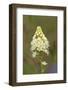 Canada, B.C, Vancouver Island. Death Camas, Zigadenus Venenosus-Kevin Oke-Framed Photographic Print