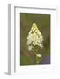 Canada, B.C, Vancouver Island. Death Camas, Zigadenus Venenosus-Kevin Oke-Framed Photographic Print