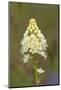 Canada, B.C, Vancouver Island. Death Camas, Zigadenus Venenosus-Kevin Oke-Mounted Photographic Print