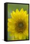 Canada, B.C, Vancouver Island. Deltoid Balsamroot-Kevin Oke-Framed Stretched Canvas