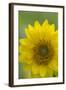 Canada, B.C, Vancouver Island. Deltoid Balsamroot-Kevin Oke-Framed Photographic Print