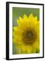 Canada, B.C, Vancouver Island. Deltoid Balsamroot-Kevin Oke-Framed Photographic Print